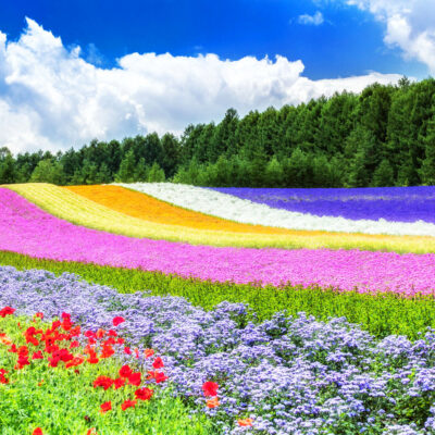 tour nhật bản: hokkaido, sapporo